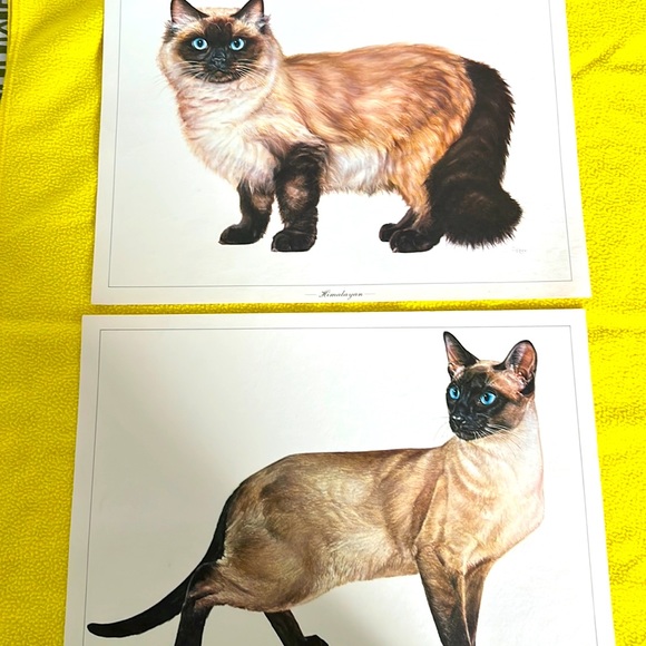 Cat 🐈‍⬛ Portraits - Picture 7 of 7